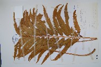 粗齒革葉紫萁藏品圖，第1張