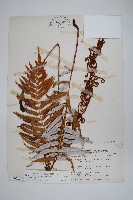 台灣瘤足蕨藏品圖，第1張