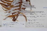 台灣瘤足蕨藏品圖，第2張