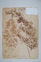 水蕨藏品圖，第1張