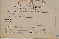 水蕨藏品圖，第2張