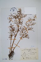 水蕨藏品圖，第1張