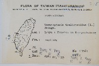 水蕨藏品圖，第2張