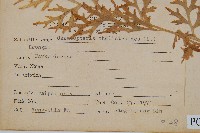 水蕨藏品圖，第2張