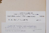 石松藏品圖，第2張