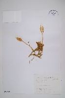 石松藏品圖，第1張