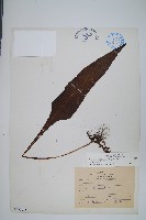 萊氏線蕨藏品圖，第1張