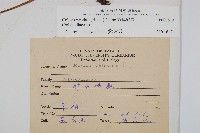 萊氏線蕨藏品圖，第2張