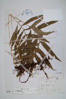 大線蕨藏品圖，第1張