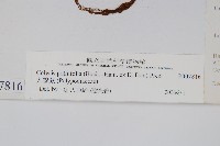 大線蕨藏品圖，第2張