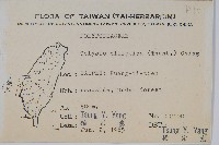 橢圓線蕨藏品圖，第2張