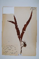 鱗瓦葦、長柄瓦葦藏品圖，第1張