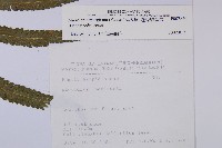 邊緣鱗蓋蕨藏品圖，第2張