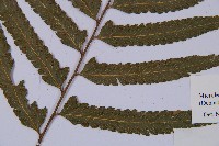 邊緣鱗蓋蕨藏品圖，第3張