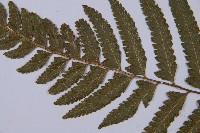 邊緣鱗蓋蕨藏品圖，第4張