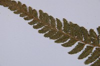 邊緣鱗蓋蕨藏品圖，第5張