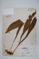 萊氏線蕨藏品圖，第1張