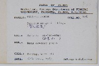 萊氏線蕨藏品圖，第2張