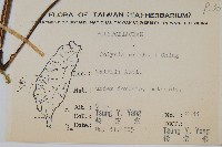 萊氏線蕨藏品圖，第2張