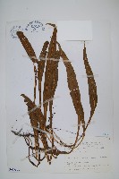 萊氏線蕨藏品圖，第1張