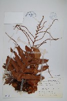 連珠蕨藏品圖，第1張