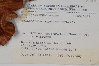 連珠蕨藏品圖，第2張