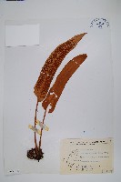 盧山石葦藏品圖，第1張