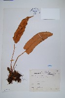 盧山石葦藏品圖，第1張