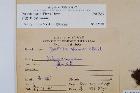 石葦藏品圖，第2張