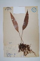 石葦藏品圖，第1張