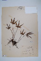 槭葉石葦藏品圖，第1張