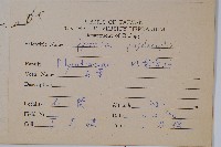 槭葉石葦藏品圖，第2張