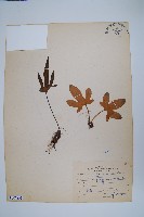 槭葉石葦藏品圖，第1張