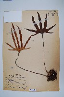 槭葉石葦藏品圖，第1張