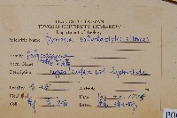 槭葉石葦藏品圖，第2張