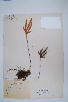 槭葉石葦藏品圖，第1張