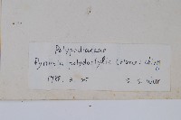 槭葉石葦藏品圖，第2張