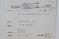 槭葉石葦藏品圖，第2張