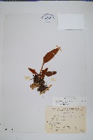 盧山石葦藏品圖，第1張