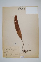 石葦藏品圖，第1張