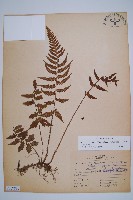 東洋蹄蓋蕨藏品圖，第1張