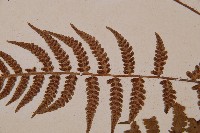 東洋蹄蓋蕨藏品圖，第4張