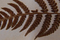 東洋蹄蓋蕨藏品圖，第6張