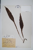 萊氏線蕨藏品圖，第1張