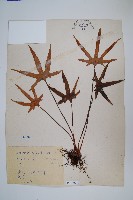 槭葉石葦藏品圖，第1張