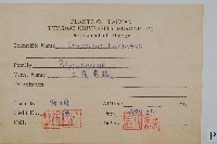 三葉茀蕨藏品圖，第2張