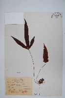 三葉茀蕨藏品圖，第1張