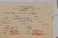 三葉茀蕨藏品圖，第2張