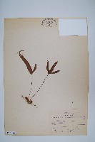 三葉茀蕨藏品圖，第1張