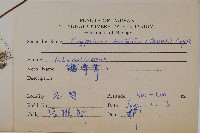 三葉茀蕨藏品圖，第2張